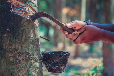 Cropped image of hand cutting tree