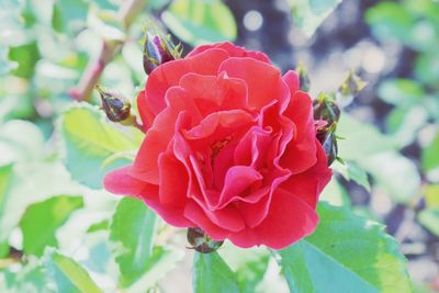 Close-up of rose blooming outdoors