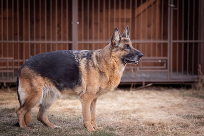 German shepherd in full growth on the background of the aviary