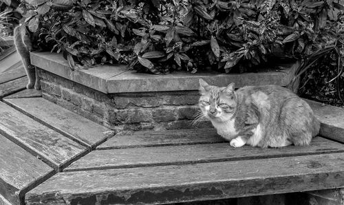 Cats on bench in park