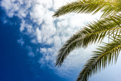 Low angle view of palm tree against sky