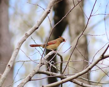 Low angle view of bird perching on tree