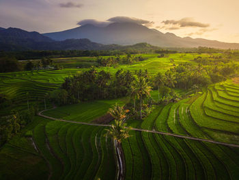 Aerial view of asia in indonesian rice fields with mountains at sunrise