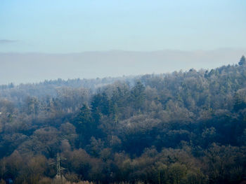 High angle view of trees in forest against sky