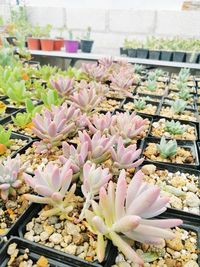 High angle view of pink flower pot for sale