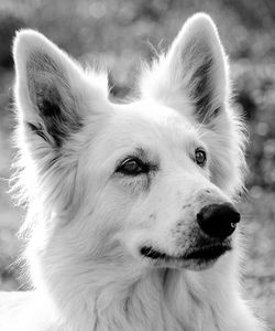 Close-up portrait of dog