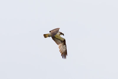 Low angle view of eagle flying in sky