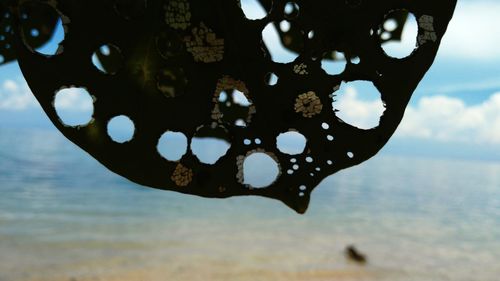 Close-up of turtle in sea against sky