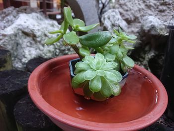 High angle view of potted plant on rock