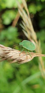 Close-up of insect on leaf