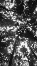 Low angle view of trees in forest