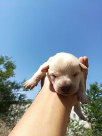 Close-up of hand holding puppy against clear sky