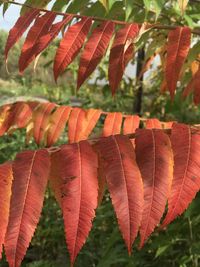 Close-up of autumnal leaves against blurred background