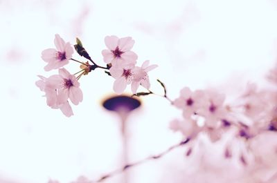 Close-up of pink flowers blooming on tree