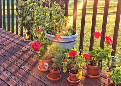 Potted plants on table at yard