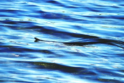 Close-up of birds swimming in lake