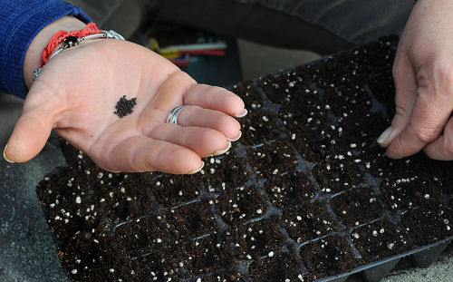 Cropped hands of woman planting seeds in containers