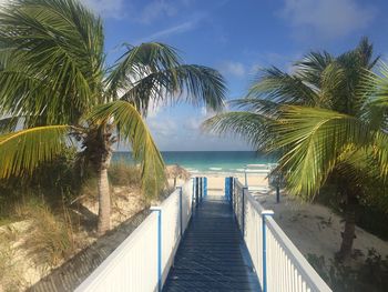 Palm trees on beach against sky