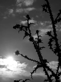 Low angle view of trees against sky