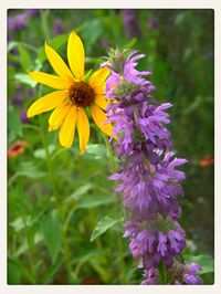 Close-up of yellow flower