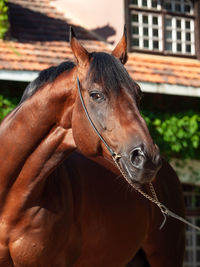 Close-up of horse in stable