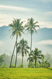 Palm trees on field against sky