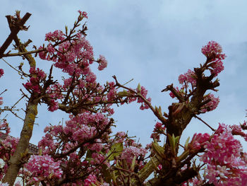 Low angle view of pink flower tree against sky