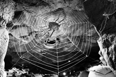 Close-up of spider on web