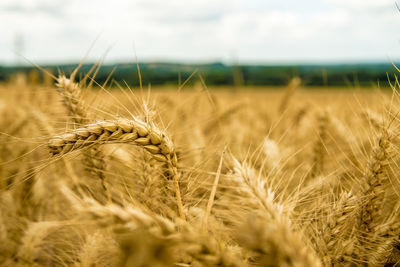 Close-up of wheat field against sky