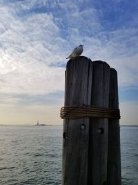 Seagull perching on wooden post by sea against sky