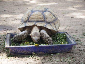 Portrait of a turtle in the ground