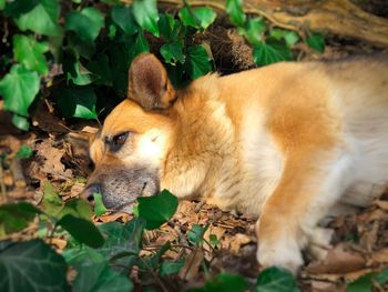 German shepherd lying down surrounded by green leaves