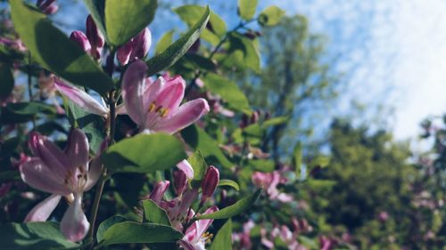 Close-up of pink flowers blooming on tree