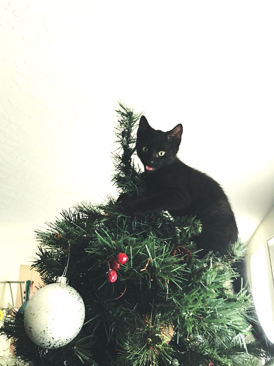 PORTRAIT OF CAT WITH CHRISTMAS TREE ON WALL