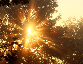 Low angle view of sunlight streaming through tree during sunset