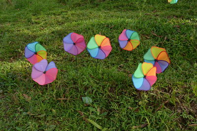 High angle view of multi colored flowers on field