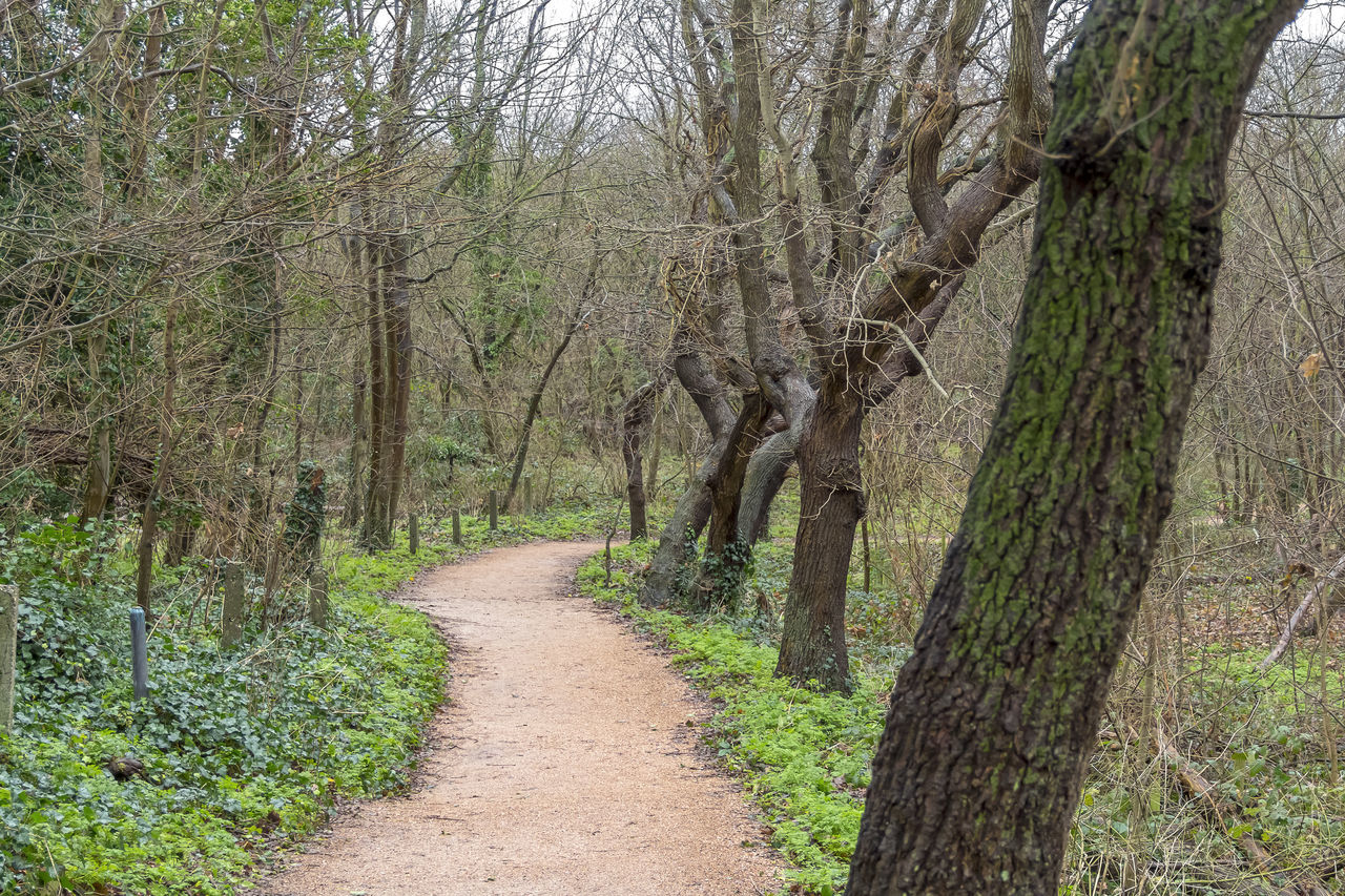 TREES GROWING IN FOREST