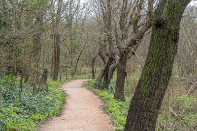 Trail amidst trees in forest