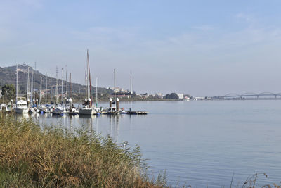 Sailboats moored in marina against sky