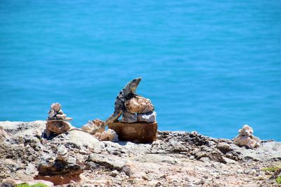 Iguana on the rock by sea