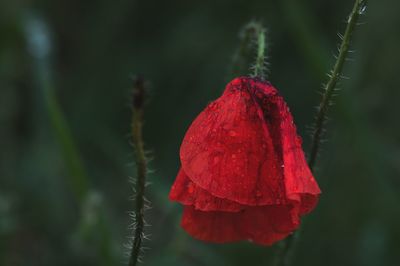 red