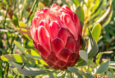 Close-up of red flower