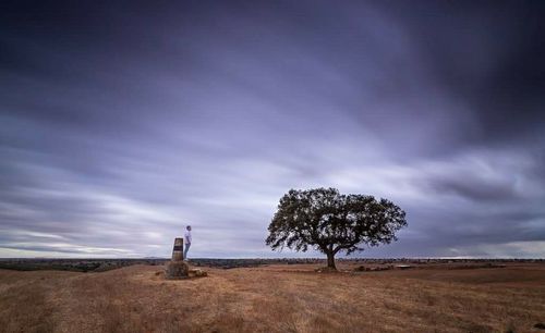 Tree on field against sky