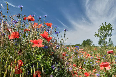 Close-up of red flowering plants on field against sky