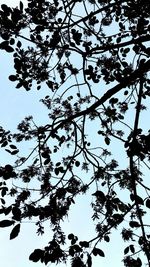 Low angle view of tree against sky