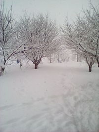 Bare trees on snow covered landscape