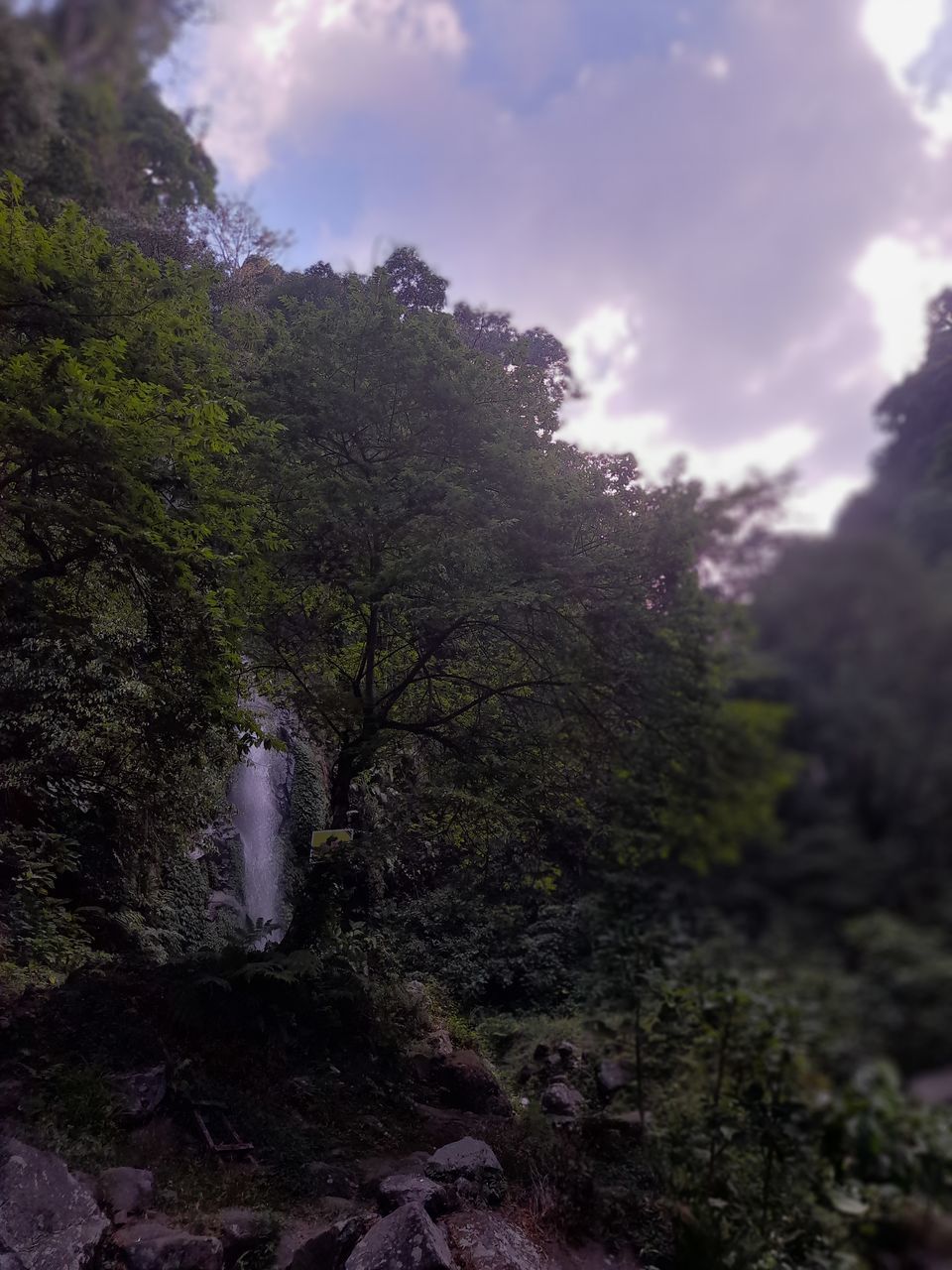 nature, tree, plant, cloud, sky, no people, reflection, sunlight, beauty in nature, outdoors, day, land, tranquility, water, scenics - nature, low angle view, environment, forest, animal wildlife, animal