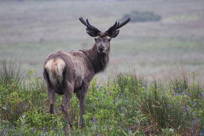 Portrait of deer standing on field