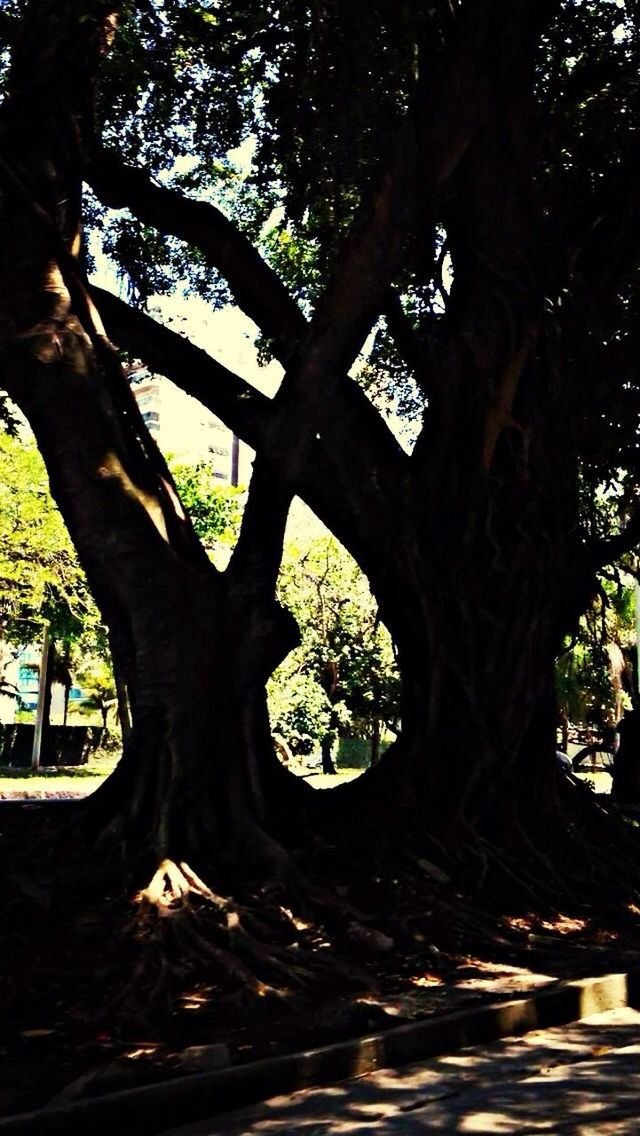 tree, tree trunk, shadow, growth, tranquility, sunlight, the way forward, nature, branch, park - man made space, transportation, tranquil scene, forest, day, road, outdoors, beauty in nature, footpath, scenics, treelined