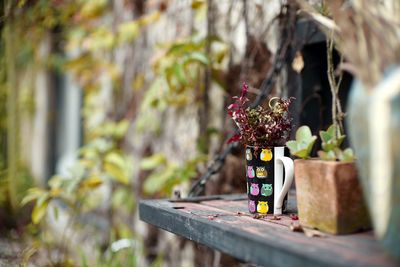 Close-up of potted plants